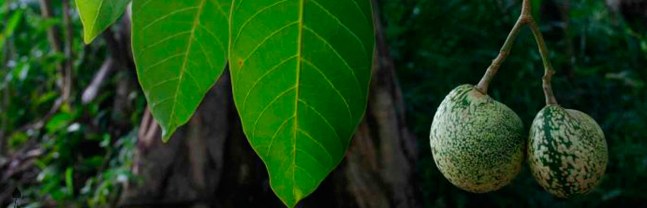 voacanga seeds