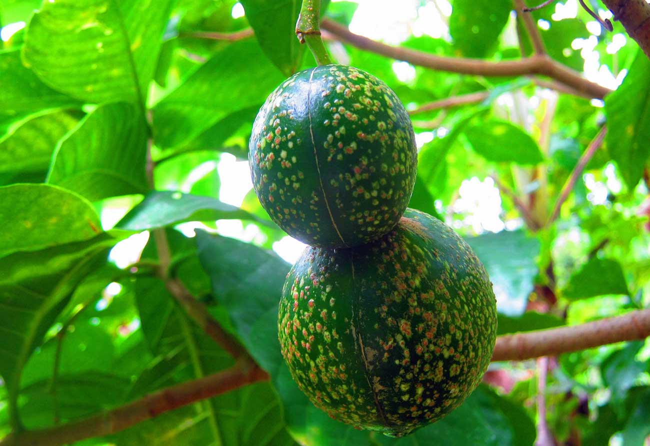 detail of voacanga seeds